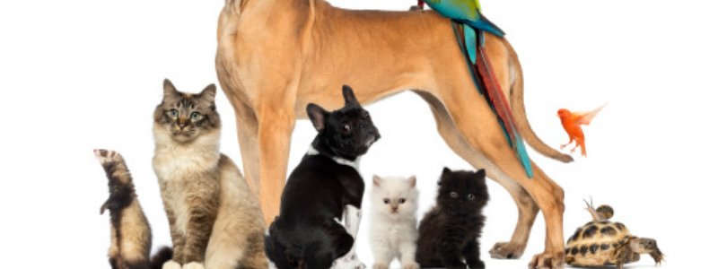 animales