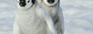 que pinguino eres