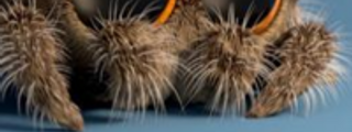 conoses a lucas la araña