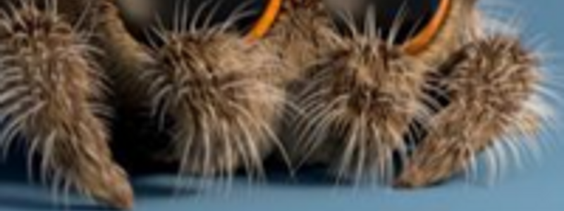 conoses a lucas la araña