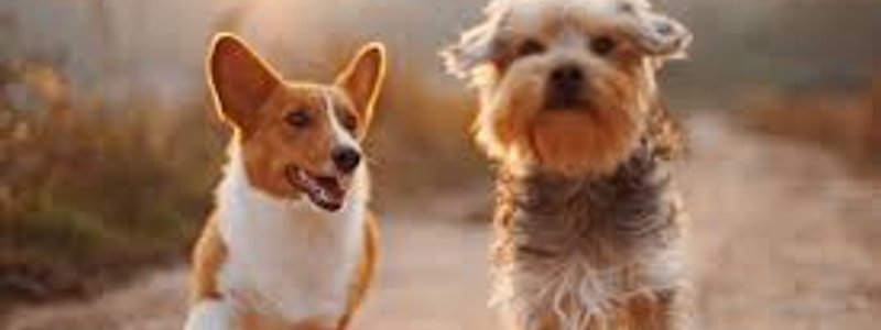 Que perro es el perro perfecto para ti?