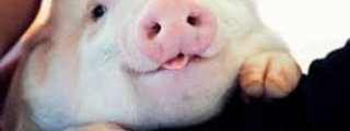 Eres un cerdito o no ?