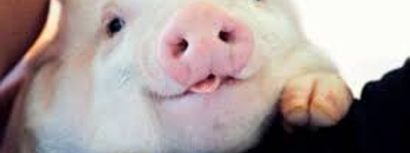 Eres un cerdito o no ?
