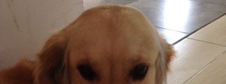 Qué perro eres 🐶🐕