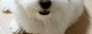 Que raza de perro eres