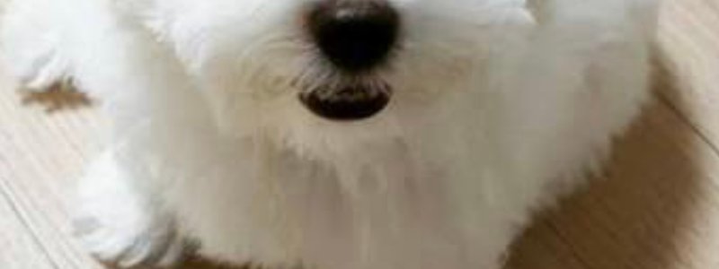 Que raza de perro eres