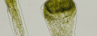 Biodiversidad Vegetal
