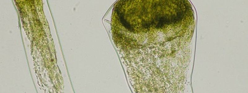 Biodiversidad Vegetal