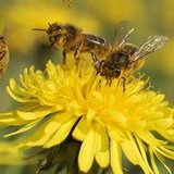 Preguntas y respuestas: &iquest;Cu&aacute;nto sabemos sobre el maravilloso mundo de las abejas?