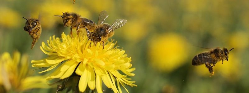 Preguntas y respuestas: &iquest;Cu&aacute;nto sabemos sobre el maravilloso mundo de las abejas?