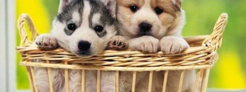 &iquest;Qu&eacute; perro eres?