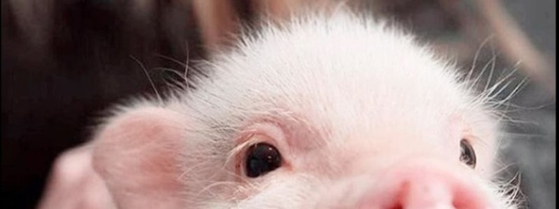 Cuanto conoces a la cerda de Agatha🐷 xd