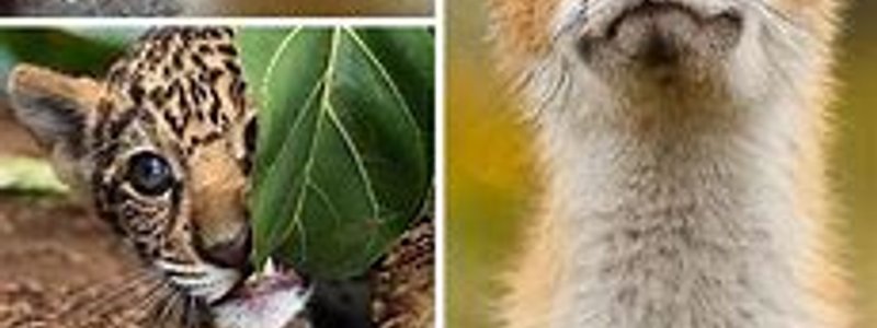 &iquest;QU&Eacute; ANNIMAL ERES?