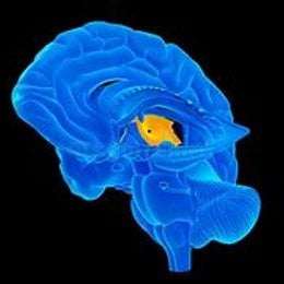 &iquest;D&oacute;nde se encuentra el T&aacute;lamo? - TEST: CIENCIAS NATURALES