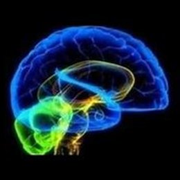 &iquest;El Cerebelo es el &oacute;rgano mas grande del enc&eacute;falo? o &iquest;en que posici&oacute;n est&aacute;? - TEST: CIENCIAS NATURALES