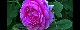 Que tipo de flor soy test buena onda ;3