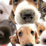 Preguntas y respuestas: Adivina la raza de PERRO!