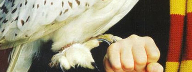 Harry Potter