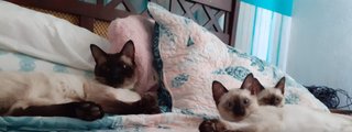 ¿QUE GATO SIAMES ERES?