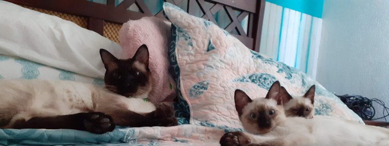 ¿QUE GATO SIAMES ERES?