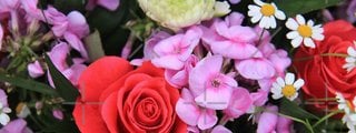 Que tipo de flor eres?