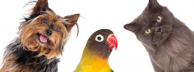 Que animal es mejor para ti según tu personalidad/ habitos