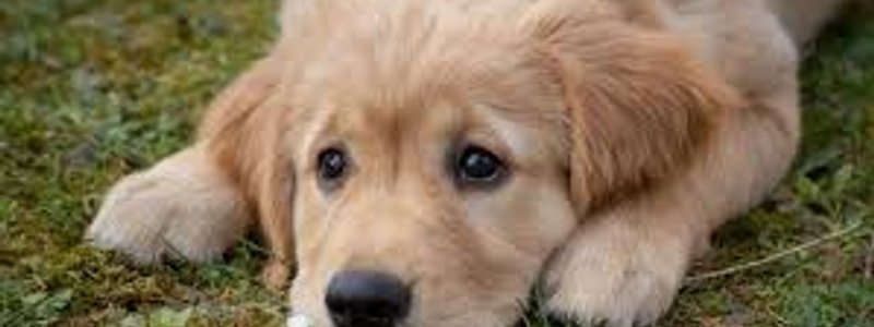 TEST DE PERRITOS XD