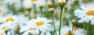 que flor eres